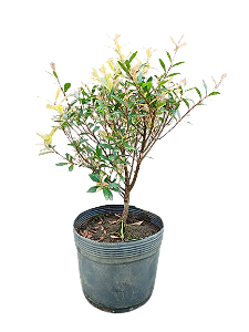 Pré Bonsai - Myrtus - 2 anos