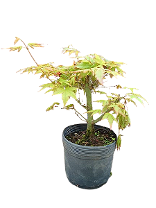 Pré Bonsai - Acer Palmatum - 4 anos