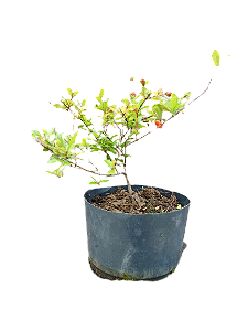 Pré Bonsai - Mini roma - 2 anos