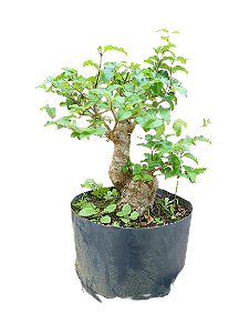Pré Bonsai - Ligustrum - 6 anos