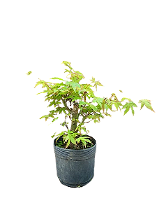 Pré Bonsai - Acer Palmatum - 4 anos