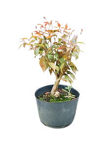 Pré Bonsai - Pitangueira - 5 anos