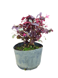 Pré bonsai - Loropentalum Rubro - 4 anos
