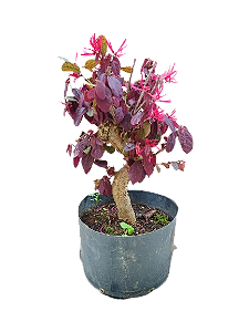 Pré bonsai - Loropentalum Rubro - 5 anos