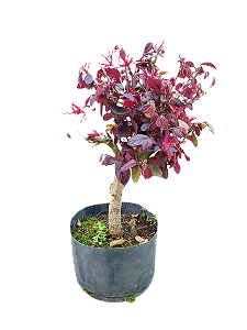 Pré bonsai - Loropentalum Rubro - 5 anos