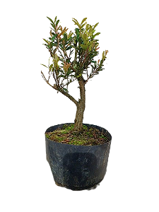 Pré Bonsai - Cerejeira anã - 4 anos