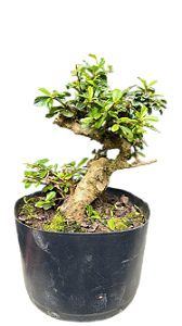 Pré Bonsai - Carmona - 5 anos
