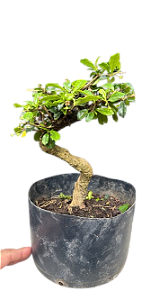 Pré Bonsai - Carmona - 5 anos