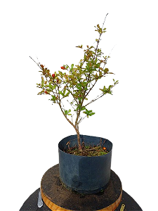 Pré Bonsai - Mini roma - 2 anos