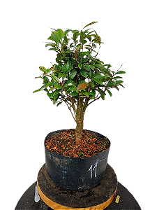 Pré Bonsai - Cereja do rio grande - 5 anos
