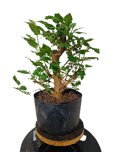 Pré Bonsai - Amora - 7 anos
