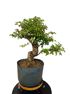 Pré Bonsai - Ligustrum - 10 anos