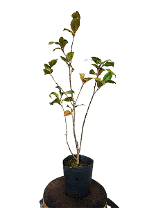 Pré Bonsai - Camélia - 2 anos