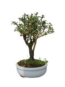 Bonsai - Serissa Rosa - 2 anos