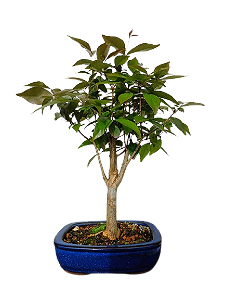 Bonsai - Pitangueira - 4 anos