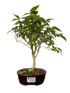 Bonsai - Pitangueira - 3 anos
