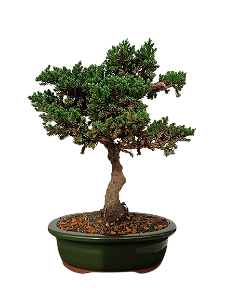 Bonsai - Junípero Procubens - 4 anos