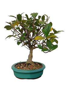 Bonsai - Jasmin anão - 4 anos