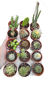 10 mini cactos 6 cm sortidos e variados