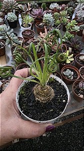 Planta Suculenta Albuca Spirales pote 9 cm