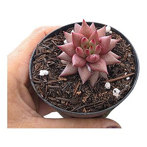 Planta Suculenta Agavoide Celestia pote 9 cm(pequeno)