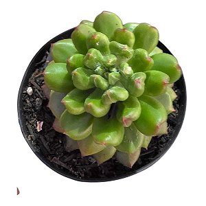 Suculenta Echeveria Red Lantern pt 07 cm (Pequena)