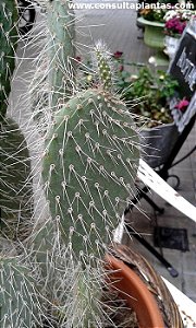 Opuntia polyacantha