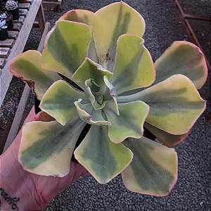 Planta Suculenta Echeveria Enfant Variegata pt11