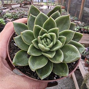 Suculenta Echeveria Nanacan