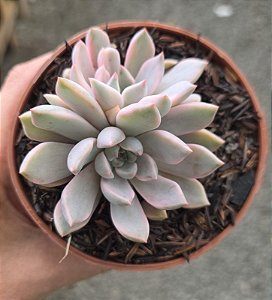 Planta Suculenta Echeveria Scarlet Variegata Vaso 11 Cm