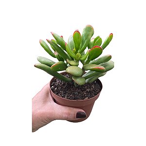 Suculenta Orelha de Fiona - Crassula Ovata Gollum - vaso 11