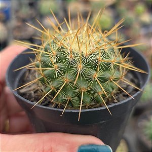 Cacto Mammillaria Hibrido SSP