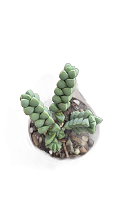 Suculenta - Delosperma Lehmannii Coração Partido pote 7