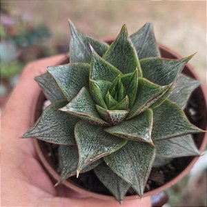 Planta Suculenta Echeveria Purpusorum White pote9 cm