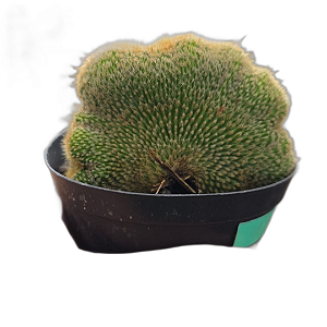 Muda Cacto Raro Parodia Leninghausii F. Cristata pt 9