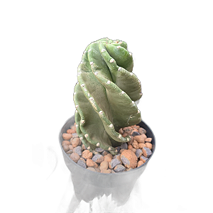 Cacto Parafuso (aproximadamente 20 cm) Enraizado