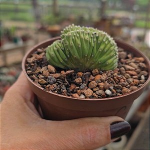 Planta Cacto Exotico Echinopsis Subdenudata Cristata