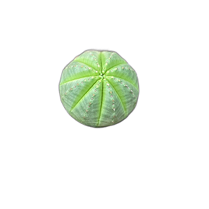 Planta Euphorbia Obesa pote 9