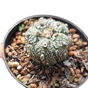Cacto Astrophytum Asterias Super Kabuto pt 11
