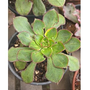Planta Suculenta Aeonium 'Red Edge pote 9