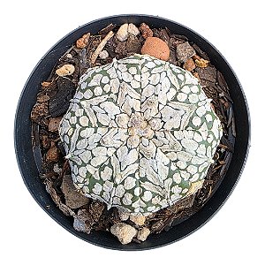 CACTO ASTROPHYTUM SUPER KABUTO pt9