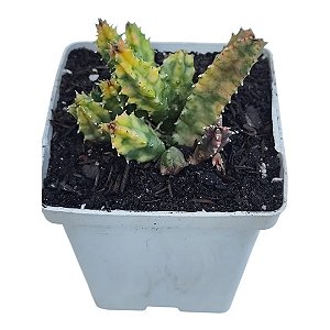 PLANTA HUERNIA ZEBRINA VARIEGATA POTE 9