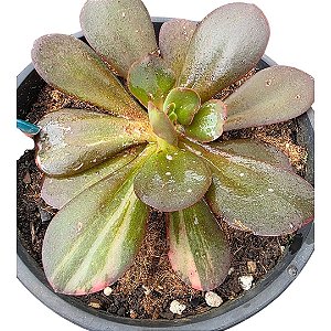 Planta Suculenta Echeveria Primadonna