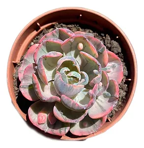 Suculenta Echeveria Beyoncé Rara De Coleção Pote 11