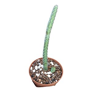 Suculenta Euphorbia Heterochroma