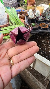 PLANTA EUPHORBIA Stapelia Leendertziae Flor Sino Vinho