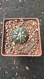 Cacto Astrophytum Asterias variegata pote 9 (pequeno)