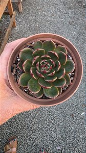 Planta Suculenta Echeveria San Luiz