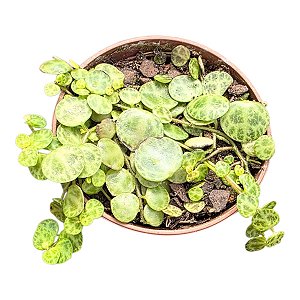 Planta Suculenta Pendente Colar De Tartaruga