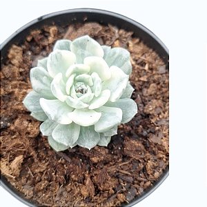 Suculenta Echeveria TinkerBell Variegata pote 9 / Pequena